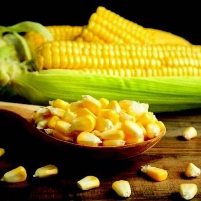 First Choice for Trade & Export