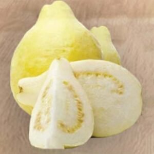 First Choice for Trade & Export