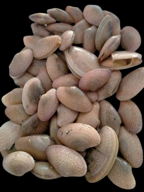 اسماك الريس 