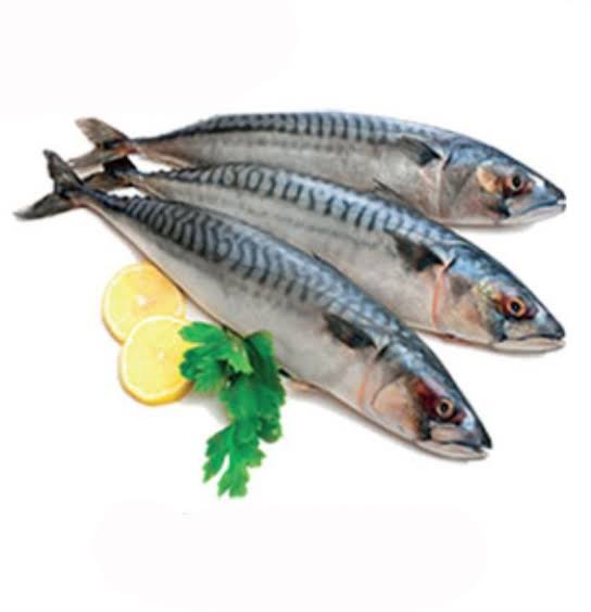 اسماك الريس 