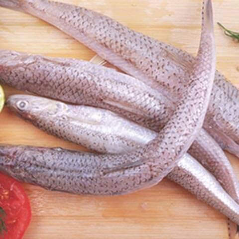 اسماك الريس 