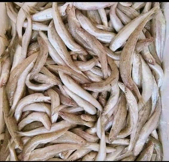 اسماك الريس 