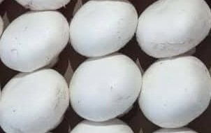 فلوريدا مشروم